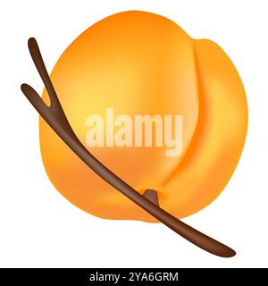 Abricot sur une branche sur un fond blanc. Illustration de Vecteur