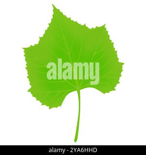 Feuille verte de raisins sur un fond blanc. Illustration de Vecteur