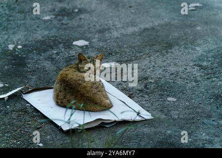 portraits de chats errants dans la rue Banque D'Images