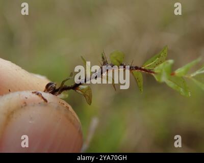 Rhizomnium Moss (Rhizomnium magnifolium) Plantae Banque D'Images