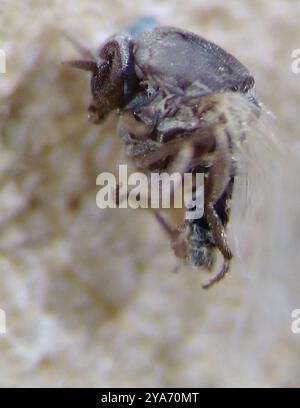 Mouches noires (Simuliidae) Insecta Banque D'Images