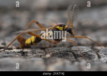 (Ctenophora ornata) insecte Banque D'Images