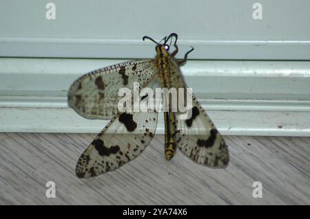 Grande fourmi-lion (Palpares libelluloides) insecte Banque D'Images