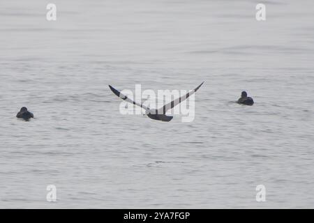 Shearwater (Ardenna carneipes) Aves Banque D'Images