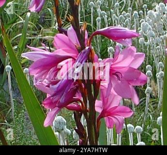 Bugle-Lily (Watsonia borbonica) Plantae Banque D'Images