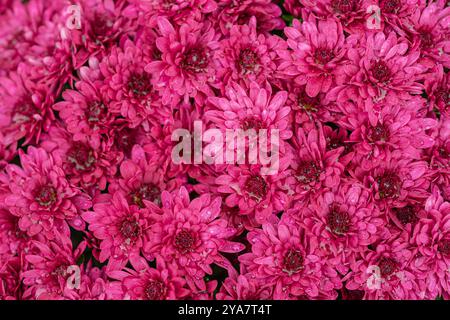 Chrysanthèmes rose vif en pleine floraison couverts de rosée matinale. Concept de la beauté de la nature, abondance florale et fleurs d'automne vibrantes dans le jardin Banque D'Images