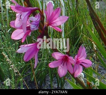 Bugle-Lily (Watsonia borbonica) Plantae Banque D'Images