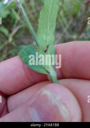 Hybride Campion (Silene × hampeana) Plantae Banque D'Images