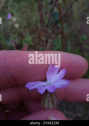 Hybride Campion (Silene × hampeana) Plantae Banque D'Images