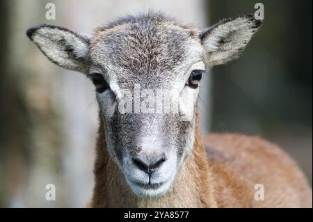 Ovis aries musimon aka le portrait de femme mouflon européen en gros plan. Nature de la république tchèque. Banque D'Images