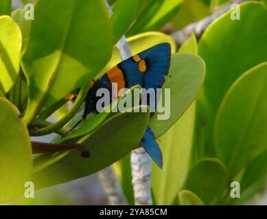 Insecte de la papille africaine (Egybolis vaillantina) Banque D'Images