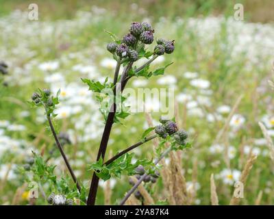 Un chardon de champ par le chemin - un beau motif naturel plein d'anticipation pour la saison de floraison Banque D'Images