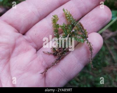 La grande plume (Plagiochila asplenioides) Plantae Banque D'Images