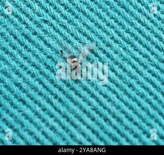 Puceron commun (Anoecia corni) Insecta Banque D'Images