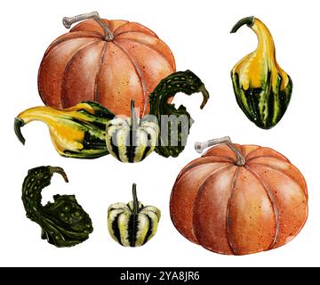 Ensemble de citrouilles, illustration aquarelle sur fond blanc. Récolte d'automne, décor pour Halloween. Ensemble, composition citrouille classique orange et petites citrouilles décoratives. Typographie design, textiles Banque D'Images