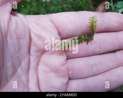 La grande plume (Plagiochila asplenioides) Plantae Banque D'Images