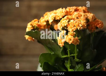 Belle fleur de kalanchoe orange sur fond flou, gros plan Banque D'Images