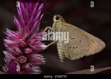 Bob de palmier indien (Suastus gremius) Insecta Banque D'Images