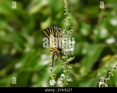 Queue d'araignée à cinq barres (antiphates de Graphium) Insecta Banque D'Images