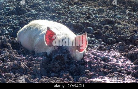 Cochon dormant dans la boue Banque D'Images