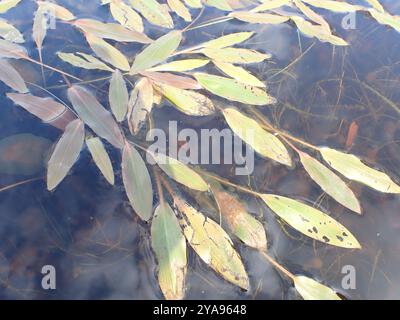 Bog Pondweed (Potamogeton polygonifolius) Plantae Banque D'Images