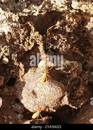 Termites de tête de cône (Nasutitermes) Insecta Banque D'Images