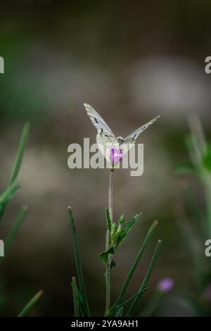 Papillon blanc sirotant du nectar d'une fleur. Banque D'Images