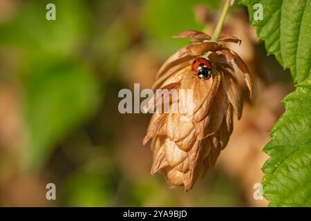 Coccinelle reposant sur un cône de fleur de houblon séché à la lumière naturelle du soleil avec un fond vert flou. Concept insectes et interaction végétale pendant l'automne Banque D'Images