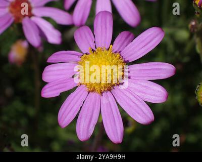 Ragwort rouge-violet (Senecio elegans) Plantae Banque D'Images