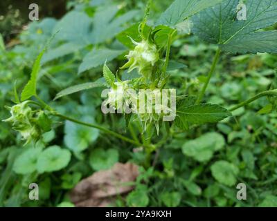 Houblon japonais (Humulus scandens) Plantae Banque D'Images