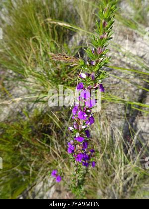 Pricket Purplegorse (Muraltia heisteria) Plantae Banque D'Images