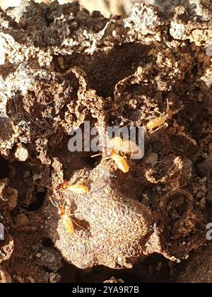 Termites de tête de cône (Nasutitermes) Insecta Banque D'Images