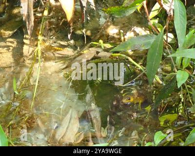 Serpent terrestre militaire (Erythrolamprus miliaris) Reptilia Banque D'Images
