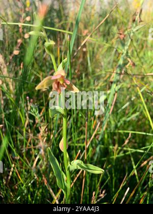 Orchidée de ruisseau (Epipactis gigantea) Plantae Banque D'Images