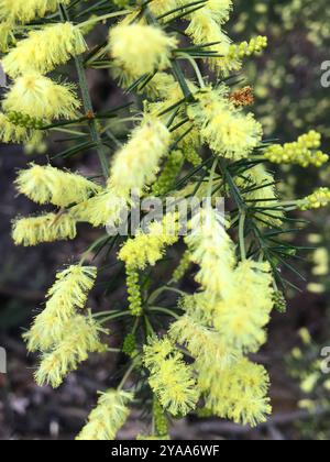 Prick moïse (Acacia verticillata) Plantae Banque D'Images