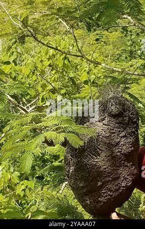 Termites de tête de cône (Nasutitermes) Insecta Banque D'Images