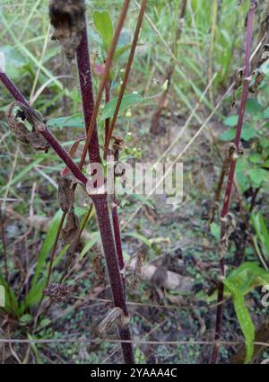 Hybride Campion (Silene × hampeana) Plantae Banque D'Images