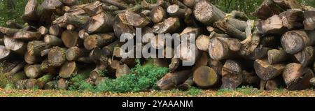 Photographie forestière dans la nature : pile de troncs d'arbres abattus en lumière douce, format panoramique Banque D'Images