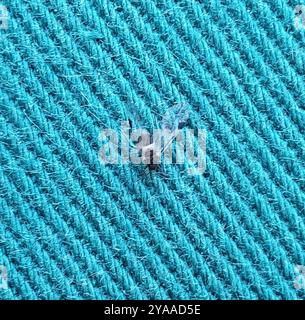 Puceron commun (Anoecia corni) Insecta Banque D'Images