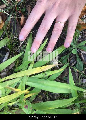 Lac nain Iris (Iris lacustris) Plantae Banque D'Images