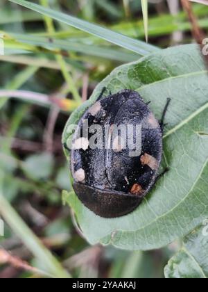 Cafard indien domino (Therea petiveriana) Insecta Banque D'Images