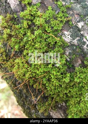 Mousse de rhizomnium (Rhizomnium glabrescens) Plantae Banque D'Images