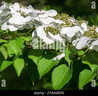 Boule de neige japonaise (Viburnum plicatum) Plantae Banque D'Images