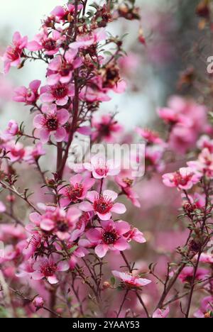 Belle floraison printanière rêveuse fleurs d'arbre à thé Manuka rose indigène australien, Leptospermum scoparium, famille des Myrtacées. Endémique du se Australie Banque D'Images