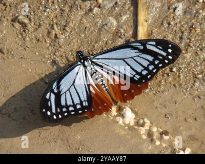 Tawny MIME Swallowtail (Papilio agestor) Insecta Banque D'Images