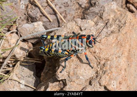 Rainbow Grasshopper (Dactylotum bicolor) Insecta Banque D'Images