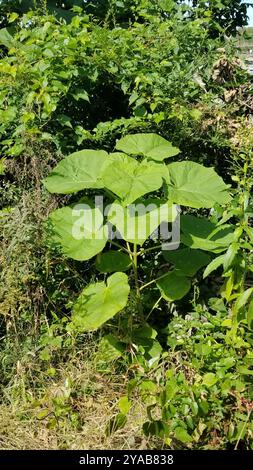 Arbre princesse (Paulownia tomentosa) Plantae Banque D'Images