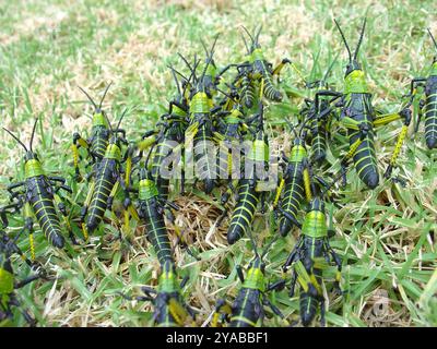 Insecte du criquet pèlerin vert (Phymateus viridipes) Banque D'Images