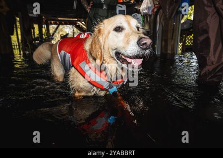 Dade City, Floride, États-Unis. 12 octobre 2024. PORTER, propriété de Cody et Samantha Fleisher, attend que la rivière Withlacoochee atteigne sa crête pendant qu'il joue dans l'eau. (Crédit image : © Dave Decker/ZUMA Press Wire) USAGE ÉDITORIAL SEULEMENT! Non destiné à UN USAGE commercial ! Banque D'Images