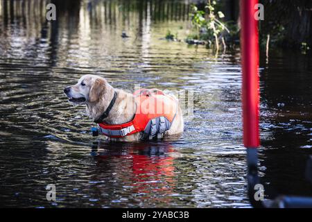 Dade City, Floride, États-Unis. 12 octobre 2024. PORTER, propriété de Cody et Samantha Fleisher, attend que la rivière Withlacoochee atteigne sa crête pendant qu'il joue dans l'eau. (Crédit image : © Dave Decker/ZUMA Press Wire) USAGE ÉDITORIAL SEULEMENT! Non destiné à UN USAGE commercial ! Banque D'Images